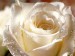 bíla růže